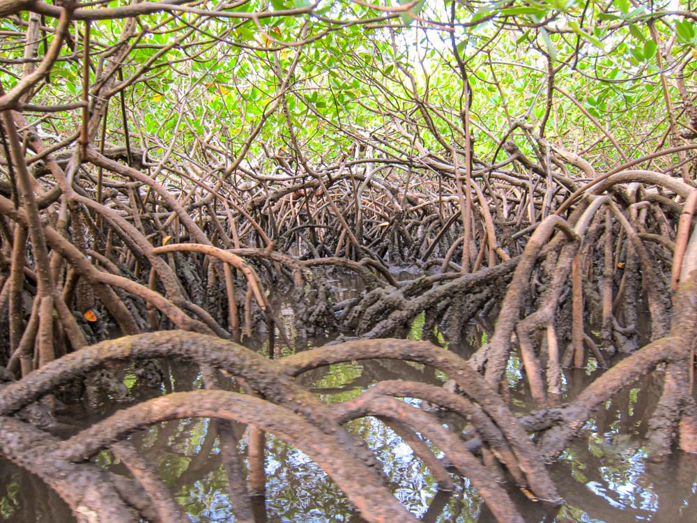 boipeba eventos - mangrovie