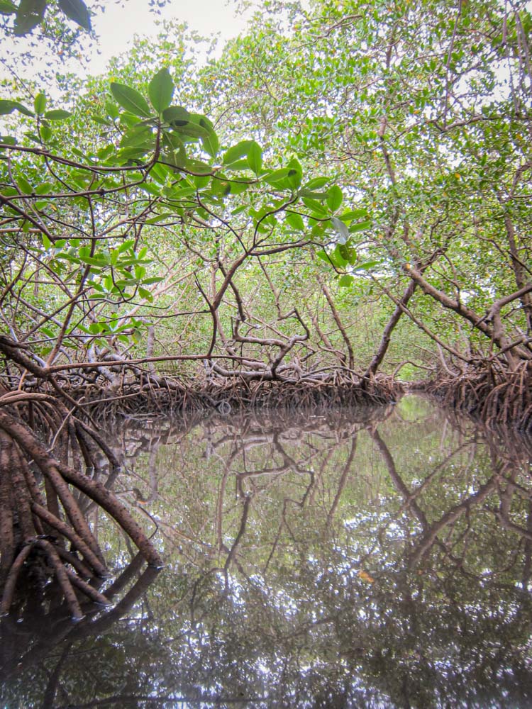 boipeba eventos - mangrovie